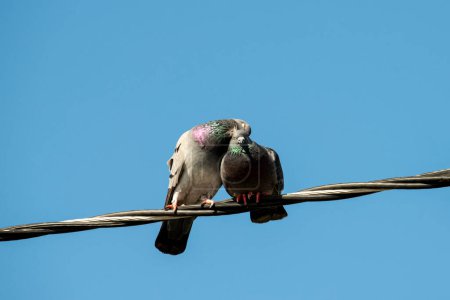 Laguna Beach, California. Un par de palomas de roca, Columba livia acariciando un cable con cielo azul.