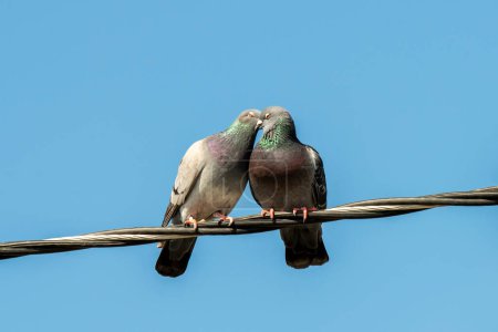 Laguna Beach, California. A pair of Rock Pigeons, Columba livia canoodling on a wire with blue sky.