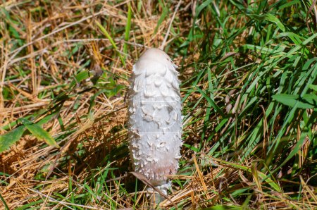 Vadnais Heights, Minnesota. John H. Allison Forest. Nahaufnahme einer zotteligen Mähne, Coprinus comatus Pilz wächst im Boden.     