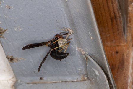 Lansing, Kansas. Metric Paper Wasp, Polistes metricus building a new nest on a garage eave.
