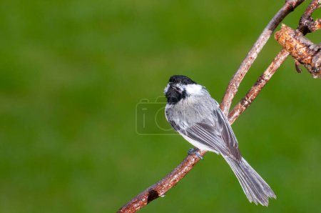 Vadnais Heights, Minnesota.  Black-capped Chickadee, Poecile atricapillus perched on a branch with a beautiful green background.