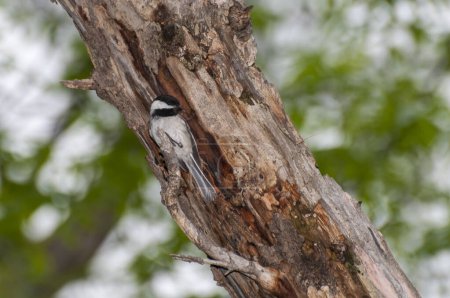 Vadnais Heights, Minnesota. John H. Allison Forest. Mésange à capuchon noir, Poecile atricapillus perché sur une branche à l'extérieur de son nid dans un vieil arbre.