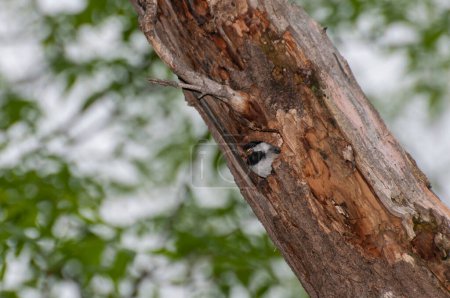 Vadnais Heights, Minnesota.  John H. Allison Forest. Black-capped Chickadee, Poecile atricapillus building a nest in an old, decayed tree and carrying out material. 