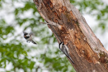 Vadnais Heights, Minnesota.  John H. Allison Forest. A pair of Black-capped Chickadees, Poecile atricapillus building a new nest in an old, decayed tree. One carrying out material while the other one waits to get in the nest. 