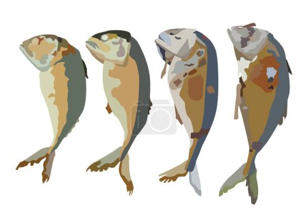 fried mackerel on white background illustration vector