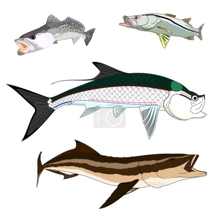 Illustration for Inshore Slam Game Fish Variety - Royalty Free Image