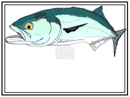 Illustration for Full Colored Bluefish With Frame Design For Poster - Royalty Free Image