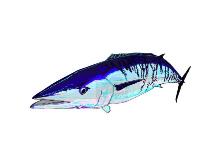 Illustration for Full Colored Wahoo Game Fish - Royalty Free Image