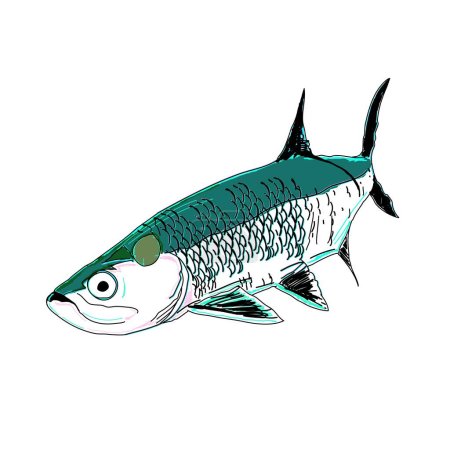 Illustration for A Modern Colorful Tarpon Fish - Royalty Free Image