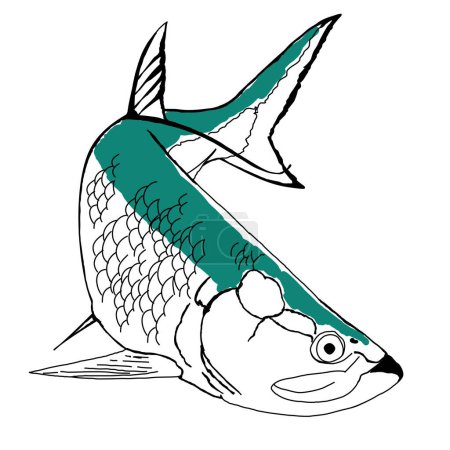 Illustration for A Colored Turning Tarpon Fish - Royalty Free Image