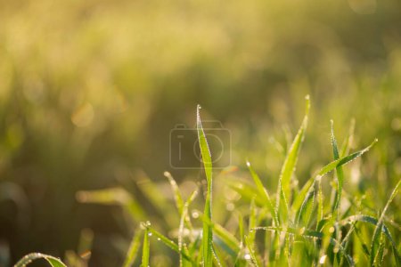 Foto de Jóvenes plantas de trigo que crecen en el suelo, Increíblemente hermosos campos interminables de hierba de trigo verde van muy lejos en el horizonte. - Imagen libre de derechos