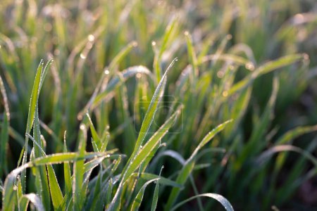 Foto de Jóvenes plantas de trigo que crecen en el suelo, Increíblemente hermosos campos interminables de hierba de trigo verde van muy lejos en el horizonte. - Imagen libre de derechos