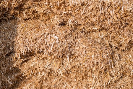 Photo for Dry straw agriculture background, Dry straw texture background. - Royalty Free Image