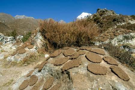 Téléchargez les photos : Bostas de Yak. cerca de Milingo.Sagarmatha National Park, Khumbu Himal, Nepal, Asia. - en image libre de droit