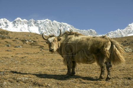 Téléchargez les photos : Niyang Khola,Sagarmatha National Park, Khumbu Himal, Nepal, Asia. - en image libre de droit