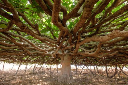 Photo for Fig, by Can Toni Mestre, catalogued as a singular tree, Formentera, balearic islands, Spain - Royalty Free Image