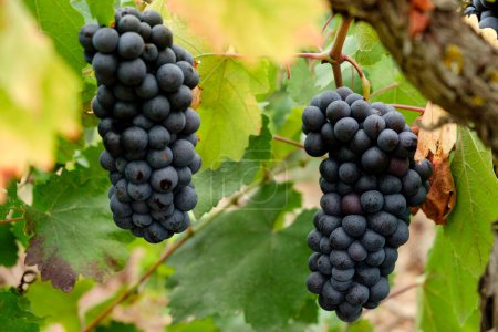 Photo for Grape callet, vineyard of Sa Carrera, Celler Mesquida-Mora, Porreres, Mallorca, balearic islands, Spain - Royalty Free Image