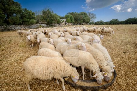 Foto de Sheep herd, talayot de Cas Canar, Sencelles, mallorca, balearic islands, spain - Imagen libre de derechos