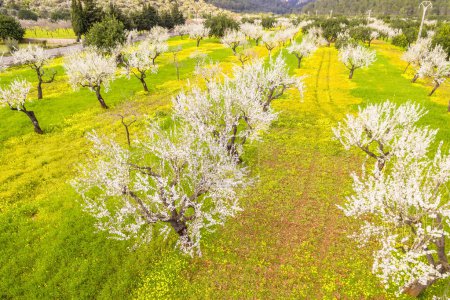 Foto de Almendros, Prunus dulcis, Son Maixella, Mallorca, islas baleáricas, España - Imagen libre de derechos