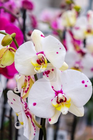 Photo for White orchid, Phalaenopsis, Mallorca, Balearic Islands, Spain - Royalty Free Image