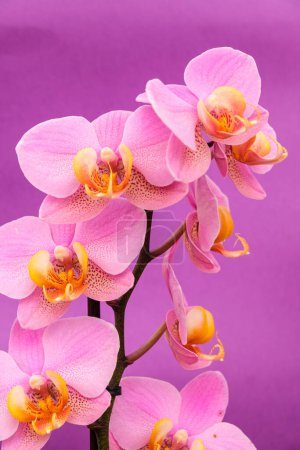 Photo for Purple orchid, Phalaenopsis, Mallorca, Balearic Islands, Spain - Royalty Free Image
