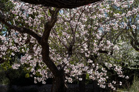 Photo for Flowering almond tree, Bunyola, Mallorca, Balearic Islands, Spain - Royalty Free Image