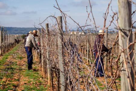 Foto de Pruning of vines, Tianna Negre vineyards, Consell, Mallorca, Balearic Islands, Spain - Imagen libre de derechos
