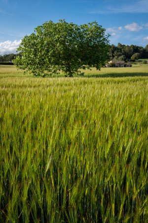 Photo for Fig tree in a cereal field, Lloret de Vistalegre, Mallorca, Balearic Islands, Spain - Royalty Free Image