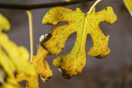 Photo for Autumn fig leaves, Majorca, Balearic Islands, Spain - Royalty Free Image