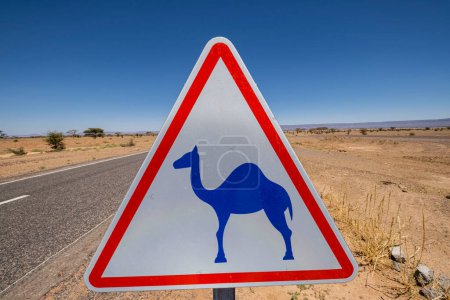 Foto de Notice of camels at large, M'Hamid road, Zagora region,Morocco, Africa - Imagen libre de derechos