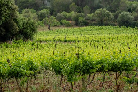 Photo for Plantation of vineyards in the rain, Algaida, Mallorca, Balearic Islands, Spain - Royalty Free Image