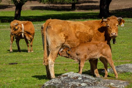 Téléchargez les photos : Pâturage bovin près de Evora, Alentejo, Portugal - en image libre de droit
