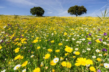 Photo for Dehesa in spring,Campo Maior, Alentejo,Portugal - Royalty Free Image