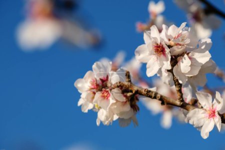 Téléchargez les photos : Almond blossom, Llucmajor, Mallorca, balearic islands, Spain - en image libre de droit