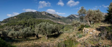 Photo for Olivar de Pastoritx, Valldemossa, Mallorca, Balearic Islands, Spain - Royalty Free Image