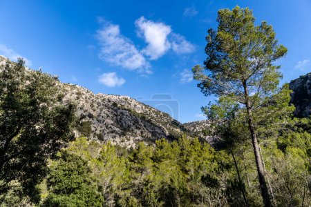 Téléchargez les photos : Mediterranean undergrowth vegetation in Coma dels Cairats, Son Moragues public estate, Valldemossa, Majorca, Balearic Islands, Spain - en image libre de droit