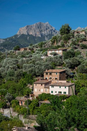 Photo for Olive grove and Puig Major in the background, Soller valley, Mallorca, Balearic Islands, Spain - Royalty Free Image