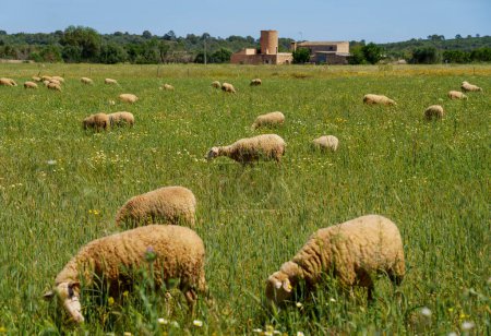 Photo for Flock of sheep in a green field, Campos, Majorca, Balearic Islands, Spain - Royalty Free Image