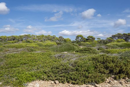 Foto de Bosque y matorral mediterráneo, Costa de Santanyi, Mallorca, España - Imagen libre de derechos