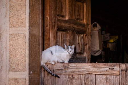 Téléchargez les photos : Chat dans un portail, Romanillos de Atienza, province de Guadalajara, Espagne - en image libre de droit