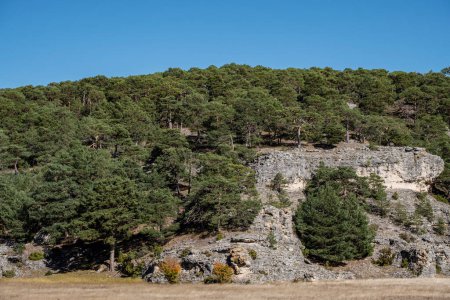Foto de Cantalojas pines, Guadalajara, España - Imagen libre de derechos