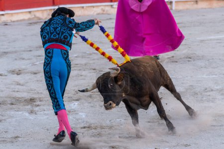 Foto de Torero de novillos, toros de novillas, Inca, Mallorca, Islas Baleares, España - Imagen libre de derechos