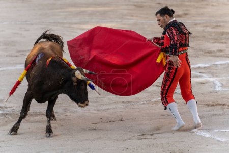 Photo for Bullfighter capping a steer, heifer bullfight, Inca, Majorca, Balearic Islands, Spain - Royalty Free Image