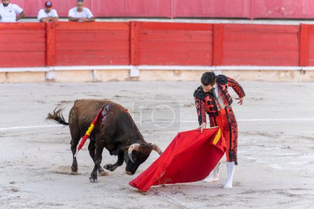 Téléchargez les photos : Taureau coiffant un bouvillon, corrida de génisses, Inca, Majorque, Îles Baléares, Espagne - en image libre de droit
