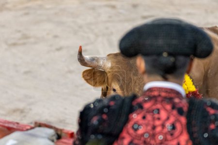 Photo for Bullfighter capping a steer, heifer bullfight, Inca, Majorca, Balearic Islands, Spain - Royalty Free Image