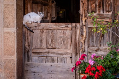 Téléchargez les photos : Chat dans un portail, Romanillos de Atienza, province de Guadalajara, Espagne - en image libre de droit