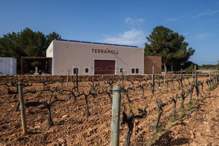 Photo for Vineyards of the Terramoll winery, La Mola, Formentera, Pitiusas Islands, Balearic Community, Spain - Royalty Free Image