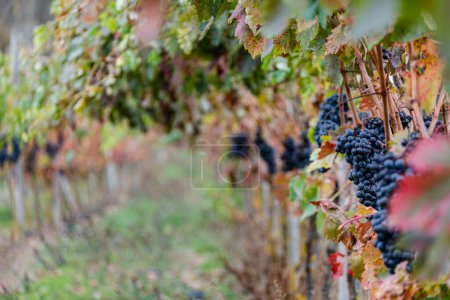 Photo for Autumnal vines near Cubillo de Ebro, Valderredible, Cantabria, Spain - Royalty Free Image