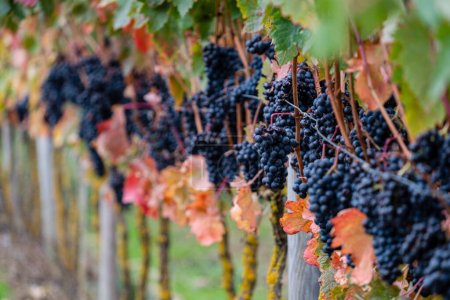 Photo for Autumnal vines near Cubillo de Ebro, Valderredible, Cantabria, Spain - Royalty Free Image