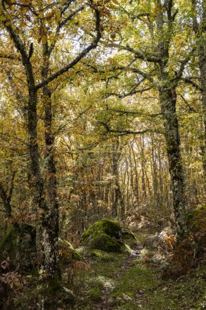 Photo for Tejeda de Tosande. Fuentes Carrionas Natural Park, Fuente Cobre- Palentina Mountain. Palencia,  Spain - Royalty Free Image